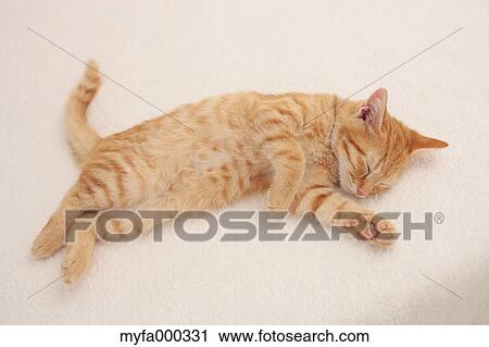 Cat View Large Photo Image Stock Image - Cat. Fotosearch