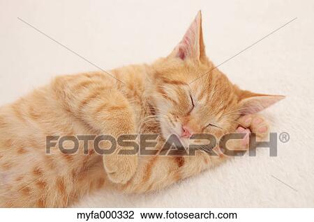 Cat View Large Photo Image Stock Image - Cat. Fotosearch