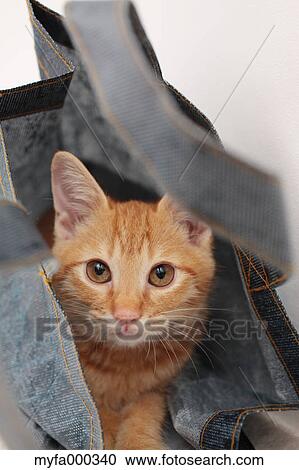 Cat View Large Photo Image Stock Image - Cat. Fotosearch
