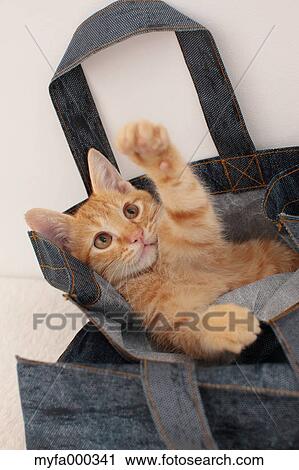 Cat View Large Photo Image Stock Image - Cat. Fotosearch