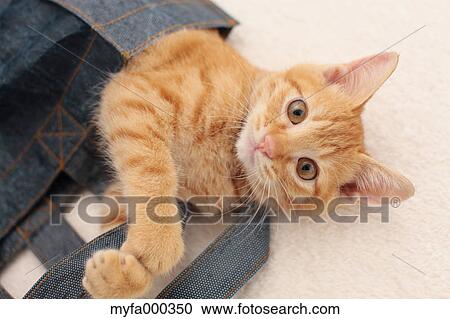 Cat View Large Photo Image Stock Image - Cat. Fotosearch
