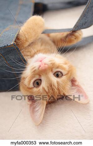 Stock Image - Cat. Fotosearch
