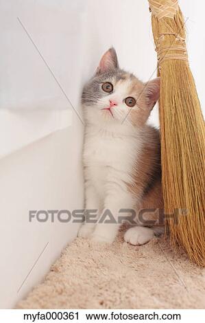 Stock Image - Cat. Fotosearch