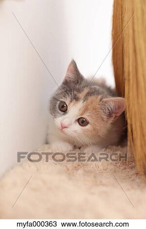 Stock Image - Cat. Fotosearch