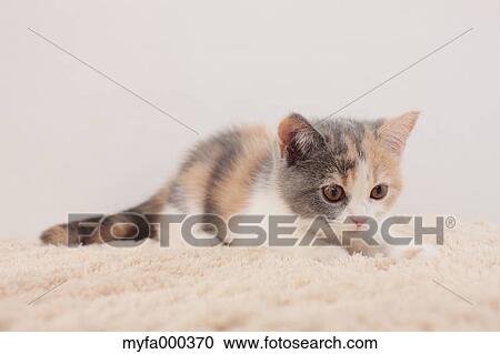 Cat View Large Photo Image Stock Image - Cat. Fotosearch
