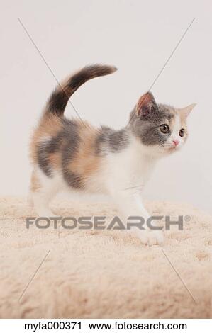 Cat View Large Photo Image Stock Image - Cat. Fotosearch