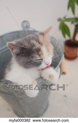Cat View Large Photo Image Stock Image - Cat. Fotosearch