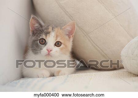 Cat View Large Photo Image Stock Image - Cat. Fotosearch