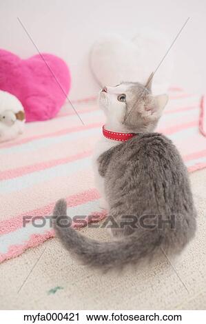 Cat View Large Photo Image Stock Image - Cat. Fotosearch