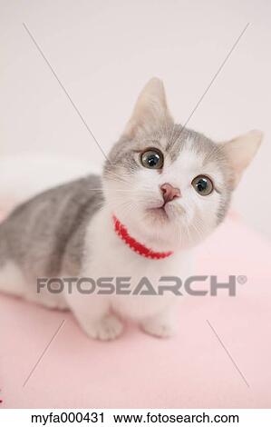 Cat View Large Photo Image Stock Image - Cat. Fotosearch