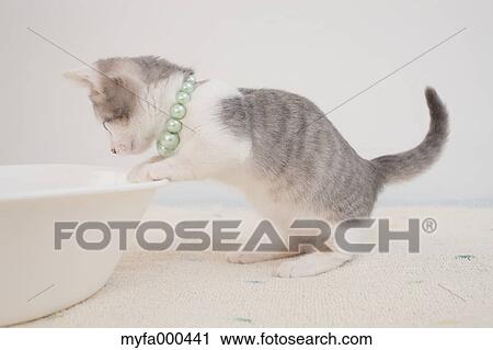 Cat View Large Photo Image Stock Image - Cat. Fotosearch