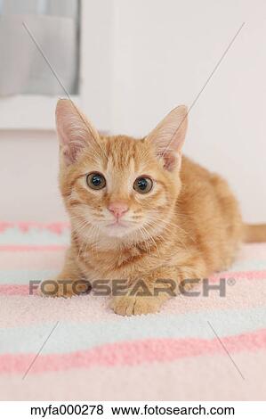 Cat View Large Photo Image Stock Photo - Cat. Fotosearch