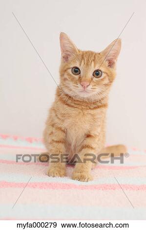 Cat View Large Photo Image Stock Photo - Cat. Fotosearch