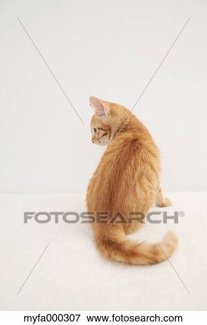 Cat View Large Photo Image Stock Photo - Cat. Fotosearch