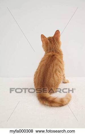 Cat View Large Photo Image Stock Photo - Cat. Fotosearch