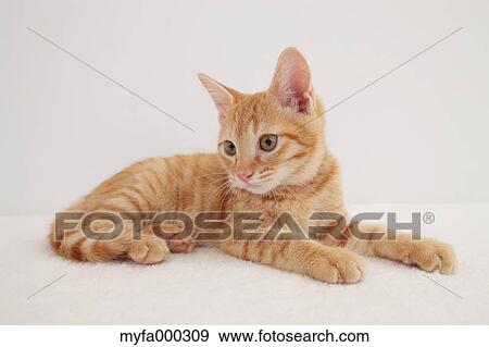 Cat View Large Photo Image Stock Photo - Cat. Fotosearch