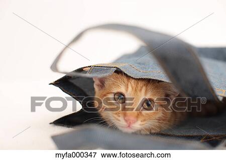 Cat View Large Photo Image Stock Photo - Cat. Fotosearch