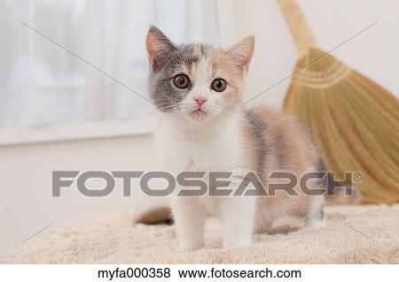Cat View Large Photo Image Stock Photo - Cat. Fotosearch