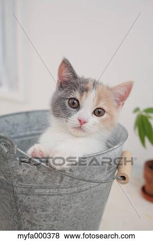 Stock Photo - Cat. Fotosearch