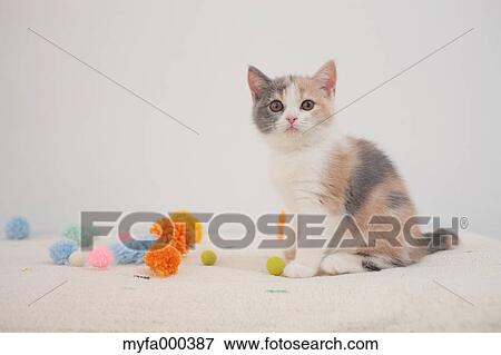 Cat View Large Photo Image Stock Photo - Cat. Fotosearch