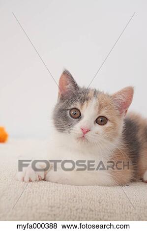 Cat View Large Photo Image Stock Photo - Cat. Fotosearch