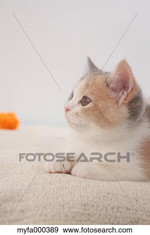 Cat View Large Photo Image Stock Photo - Cat. Fotosearch