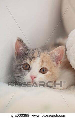 Cat View Large Photo Image Stock Photo - Cat. Fotosearch