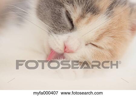 Cat View Large Photo Image Stock Photo - Cat. Fotosearch