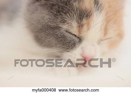 Cat View Large Photo Image Stock Photo - Cat. Fotosearch
