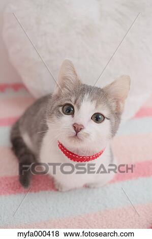 Cat View Large Photo Image Stock Photo - Cat. Fotosearch