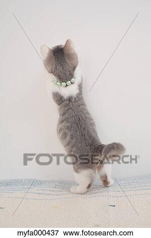 Cat View Large Photo Image Stock Photo - Cat. Fotosearch