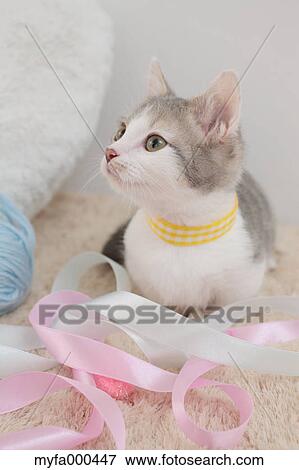 Cat View Large Photo Image Stock Photo - Cat. Fotosearch