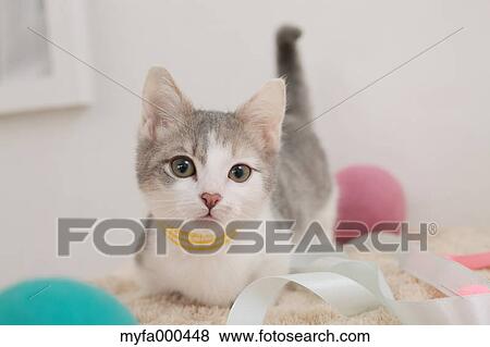 Cat View Large Photo Image Stock Photo - Cat. Fotosearch