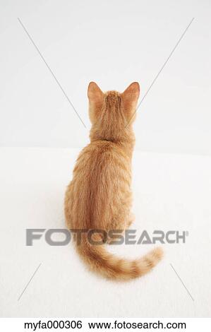 Cat View Large Photo Image Stock Photograph - Cat. Fotosearch