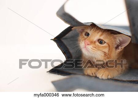 Cat View Large Photo Image Stock Photograph - Cat. Fotosearch
