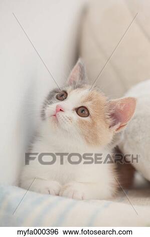 Cat View Large Photo Image Stock Photograph - Cat. Fotosearch