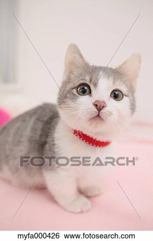 Cat View Large Photo Image Stock Photograph - Cat. Fotosearch