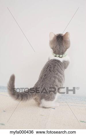 Cat View Large Photo Image Stock Photograph - Cat. Fotosearch