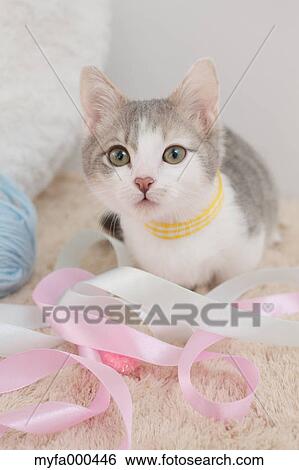 Cat View Large Photo Image Stock Photograph - Cat. Fotosearch