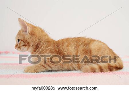 Cat View Large Photo Image Stock Photography - Cat. Fotosearch