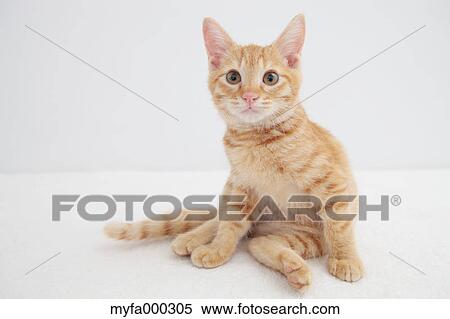 Cat View Large Photo Image Stock Photography - Cat. Fotosearch