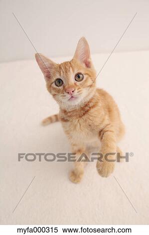 Cat View Large Photo Image Stock Photography - Cat. Fotosearch