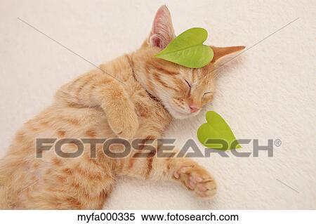 Cat View Large Photo Image Stock Photography - Cat. Fotosearch