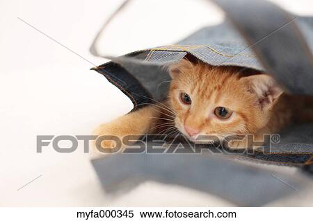 Cat View Large Photo Image Stock Photography - Cat. Fotosearch