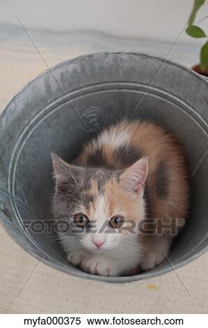 Cat View Large Photo Image Stock Photography - Cat. Fotosearch