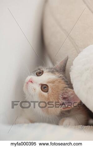 Cat View Large Photo Image Stock Photography - Cat. Fotosearch