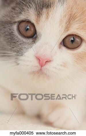 Cat View Large Photo Image Stock Photography - Cat. Fotosearch