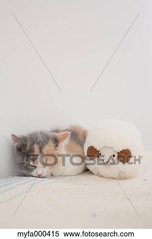 Cat View Large Photo Image Stock Photography - Cat. Fotosearch