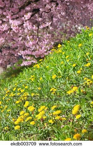 Cherry blossoms and Dandelions View Large Photo Image Stock Photo - Cherry blossoms and Dandelions. Fotosearch