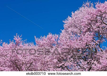 Cherry blossoms View Large Photo Image Stock Image - Cherry blossoms. Fotosearch